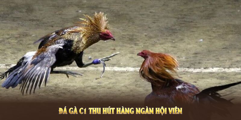 Đá gà C1 thu hút hàng ngàn hội viên tham gia mỗi ngày