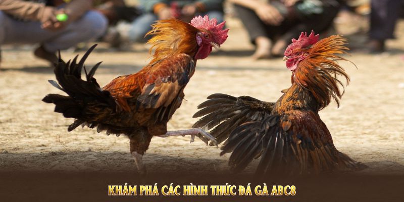 Khám phá các hình thức đá gà ABC8 để trải nghiệm trải nghiệm lạ