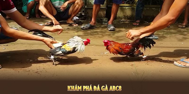 Khám phá đá gà ABC8 để trải nghiệm sân chơi với nhiều ưu đãi