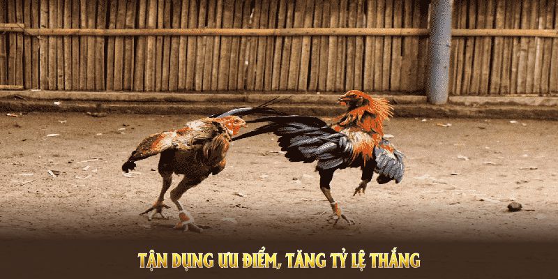 Khám phá đá gà ABC8 để tận dụng ưu điểm, tăng tỷ lệ thắng